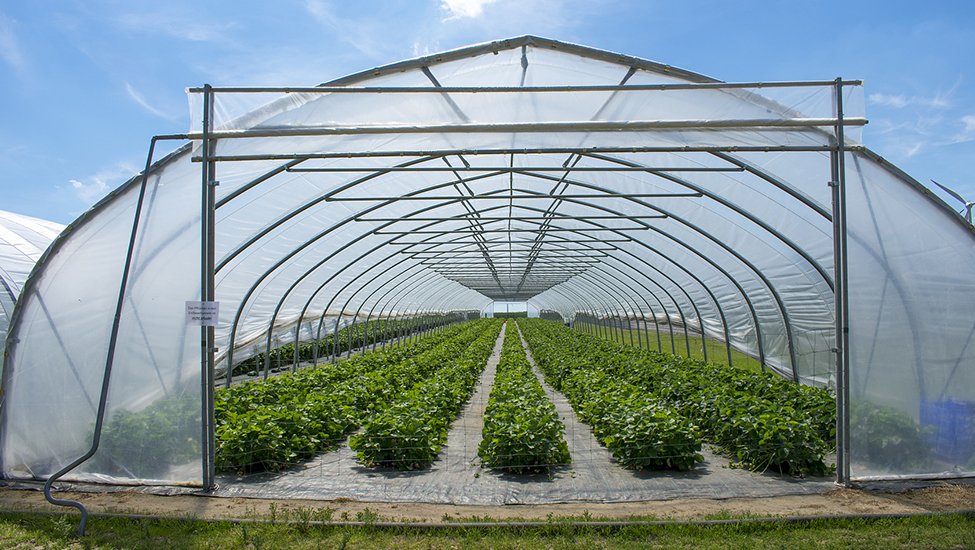 Весенне-осенние холодные теплицы — ранний сбор дыни в Узбекистане