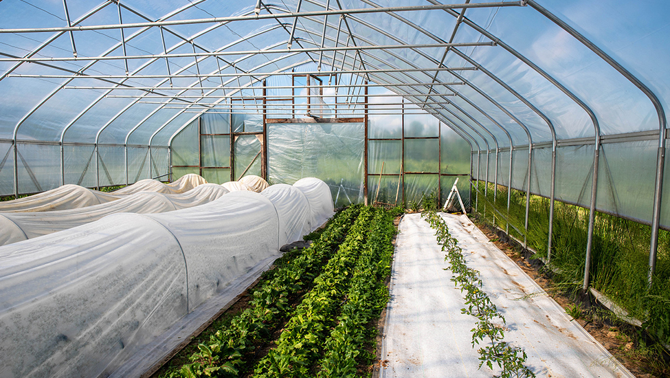 Теплицы с металлическим каркасом — безопасная зимовка черники на Дальнем Востоке