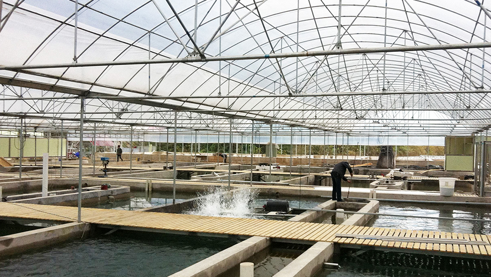 Новый опыт использования теплицы для аквакультуры рыб и креветок, открытие нового пути к эффективному разведению