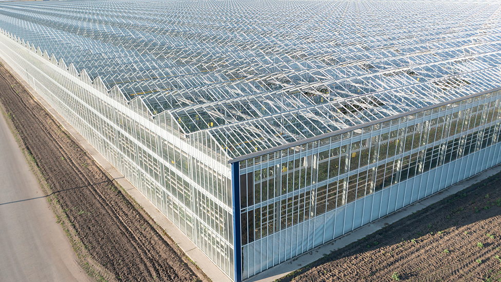 Стеклянные теплицы — внесезонные овощи в Таджикистане