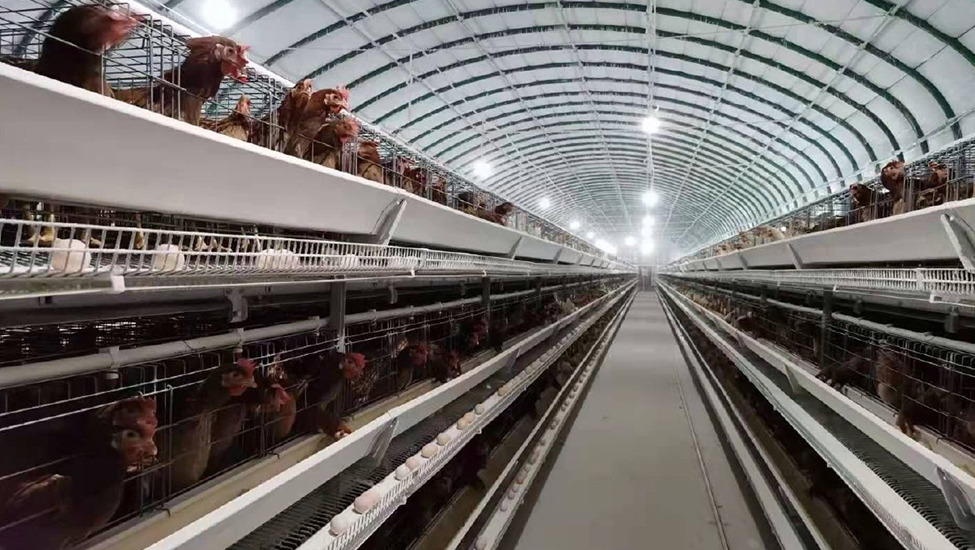 Помощь птицеводческим хозяйствам, заказные теплицы приносят замечательные результаты