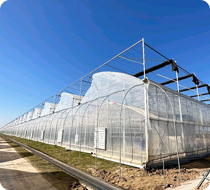 Пленочный многокамерный теплица